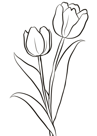 Two Tulips Coloring Page